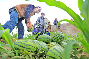 我区农产品“走出去”后的多重收获与深远影响