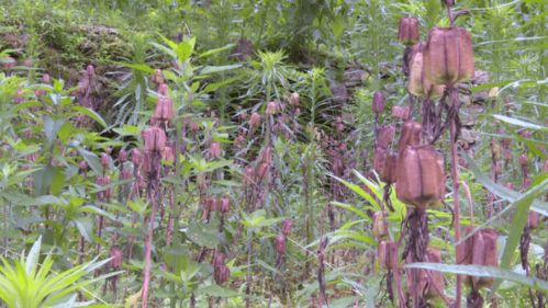 来围观！城口这五种农产品荣登“重庆国家地理标志农产品地图”