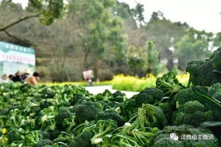 新华社为滞销扶贫农产品发声 一场跨越山海的爱心接力