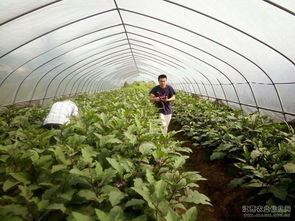 省农业厅赴贵溪开展农产品质量安全监督抽查，保障“舌尖上的安全”